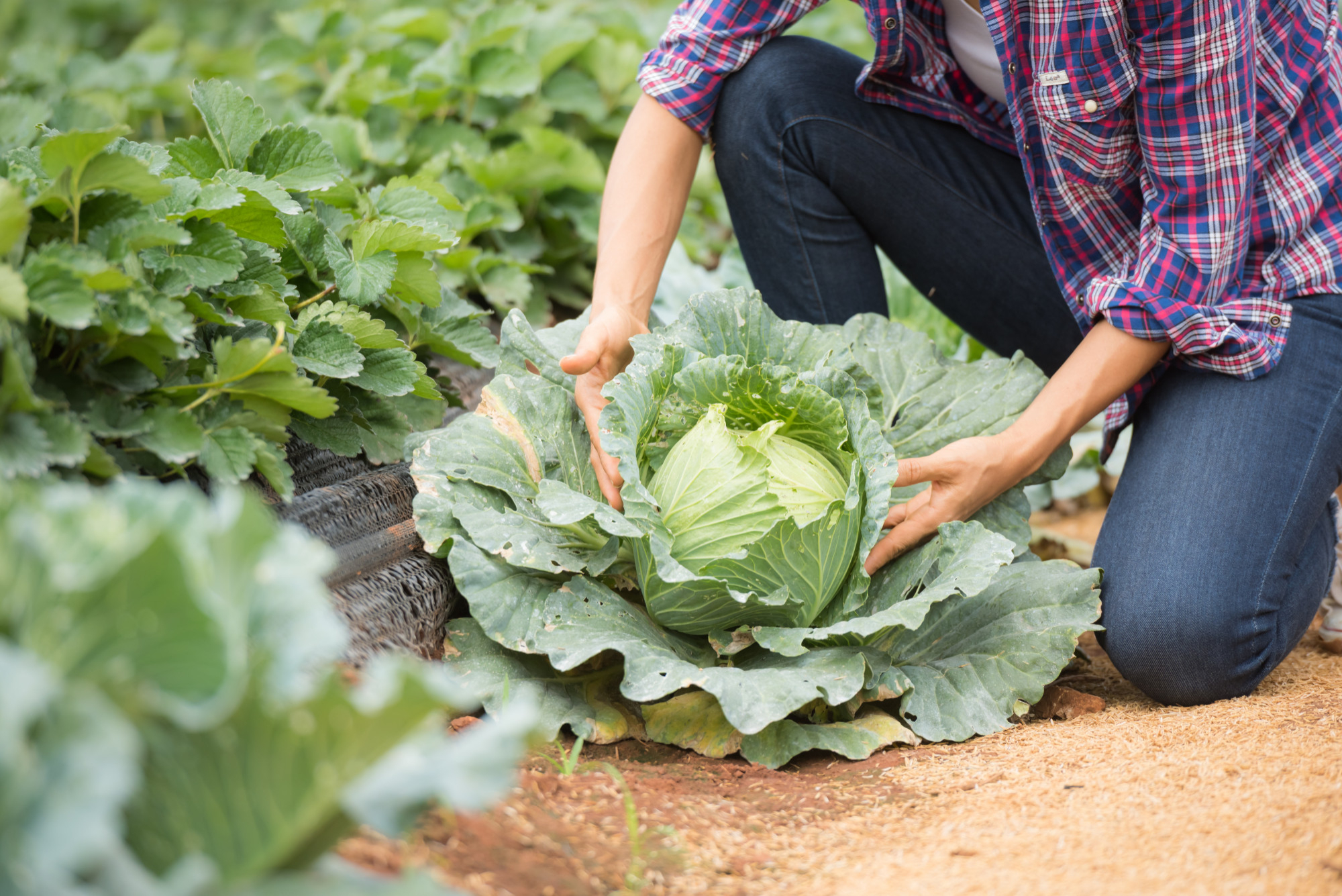 Beginner's Guide: Grow Healthy Greens with Organic Lettuce