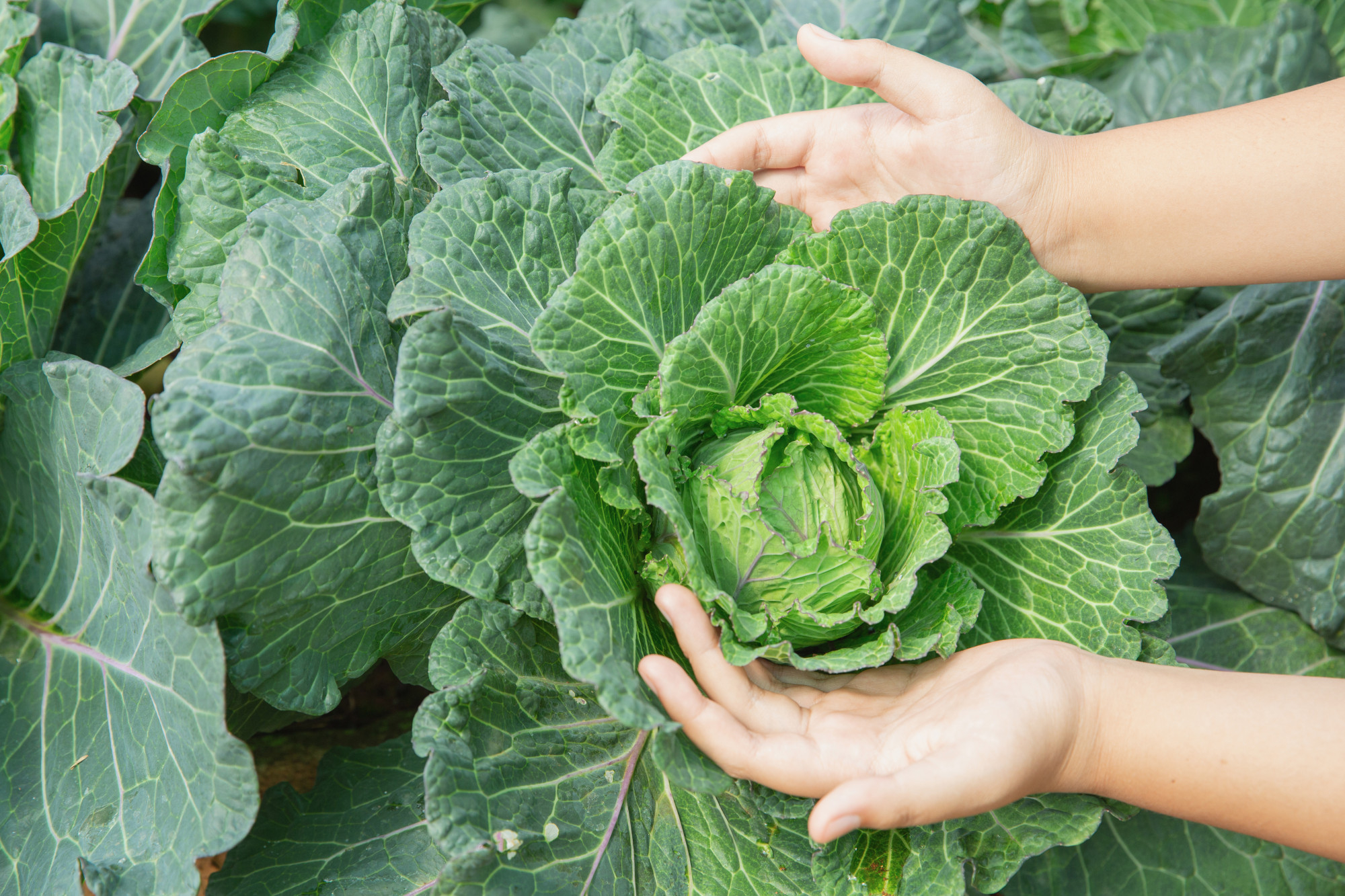 Beginner's Guide: Grow Healthy Greens with Organic Lettuce