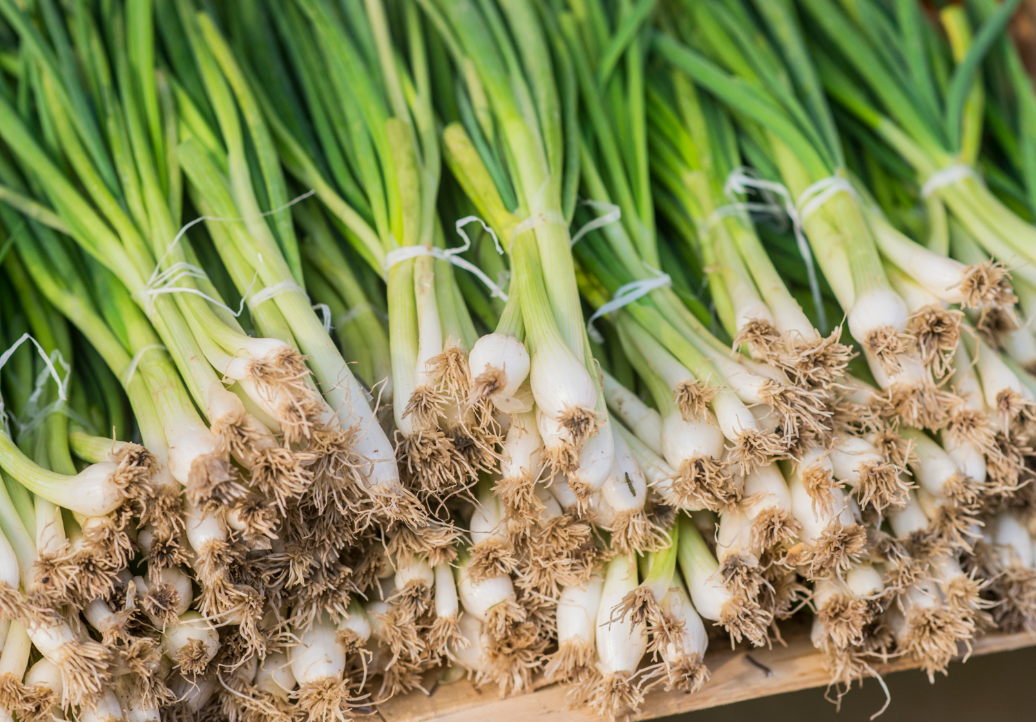 Beginner's Guide: Organic Onion Cultivation at Home