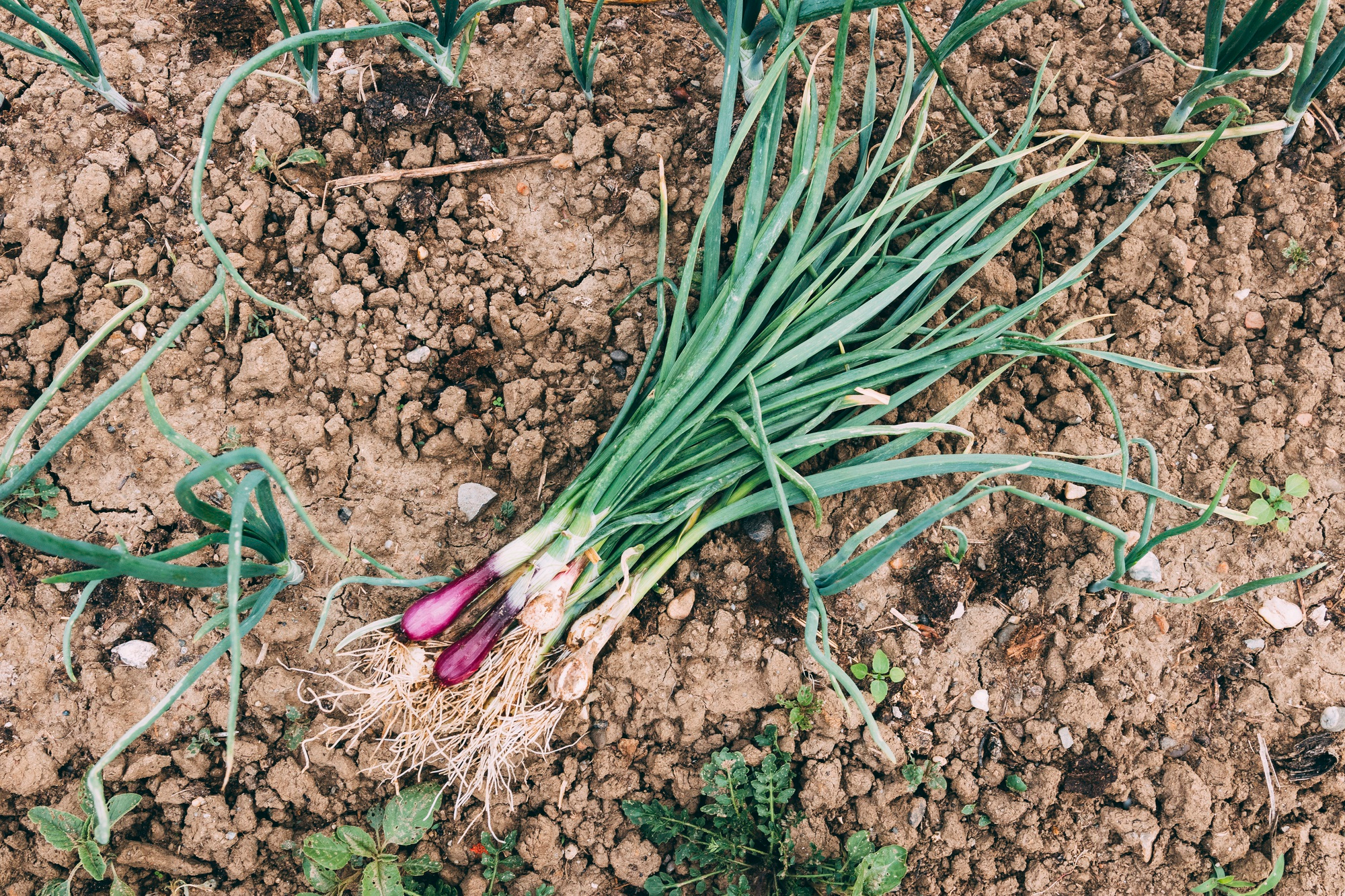 Beginner's Guide: Organic Onion Cultivation at Home