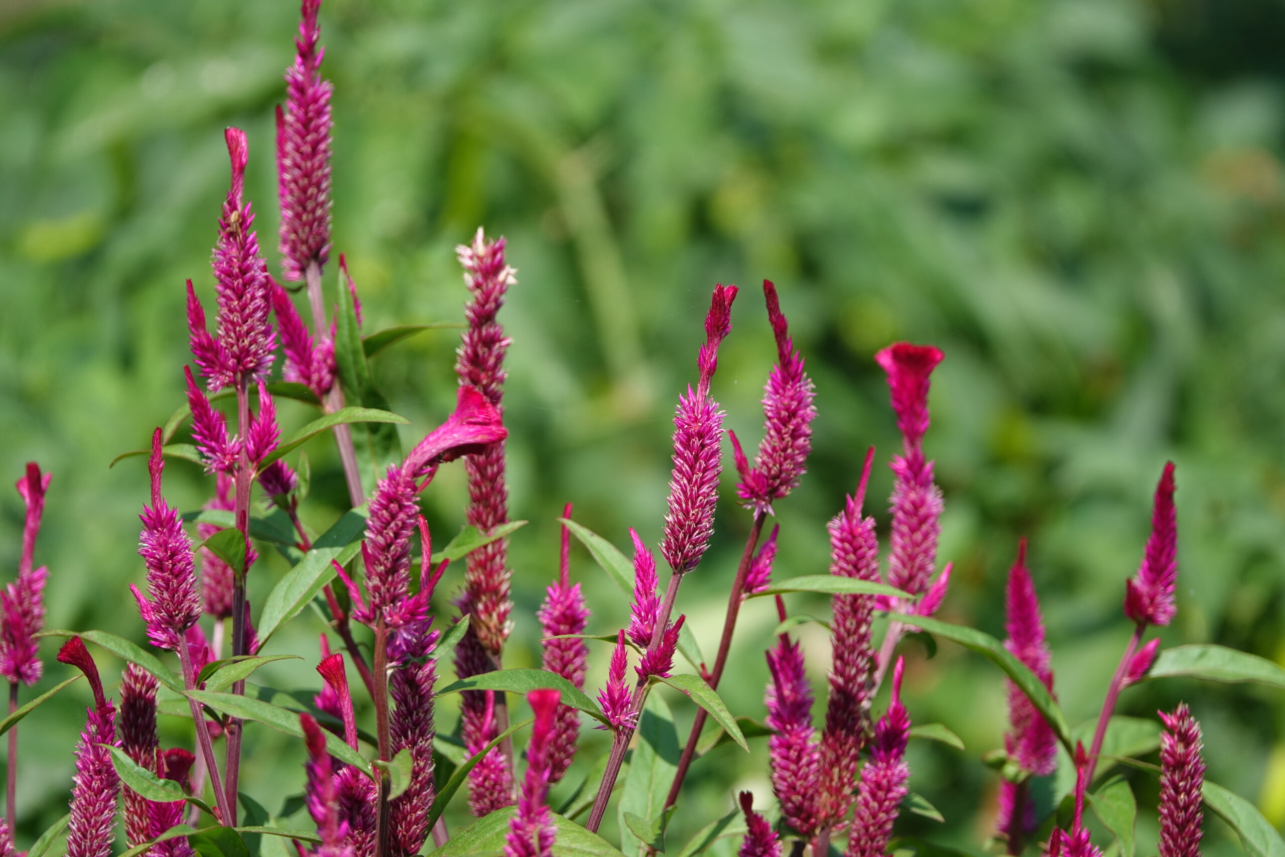 Chaulai Growing, Amaranth Leaves, Nutritious Greens