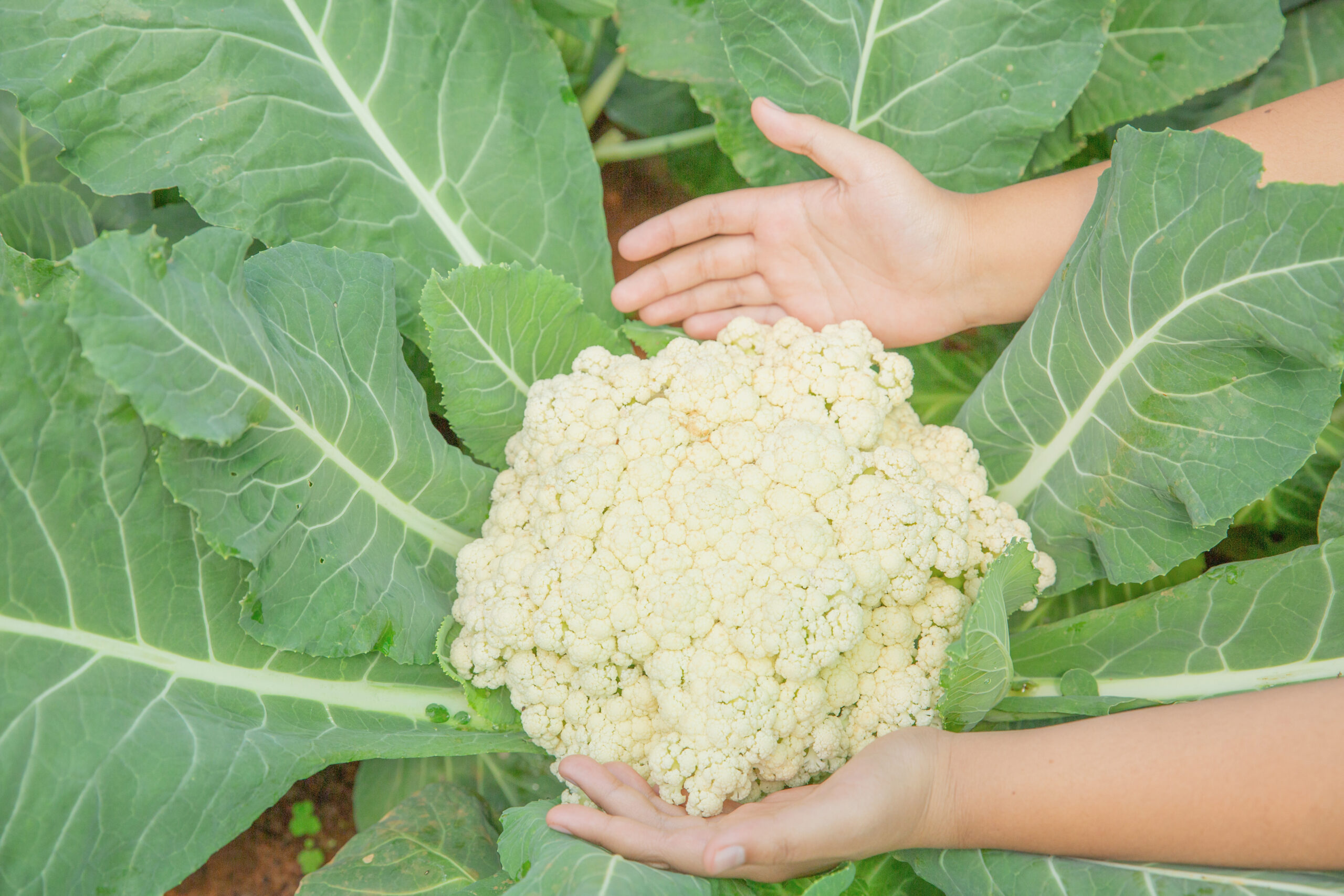 Complete Guide: Growing Cauliflower at Home Garden