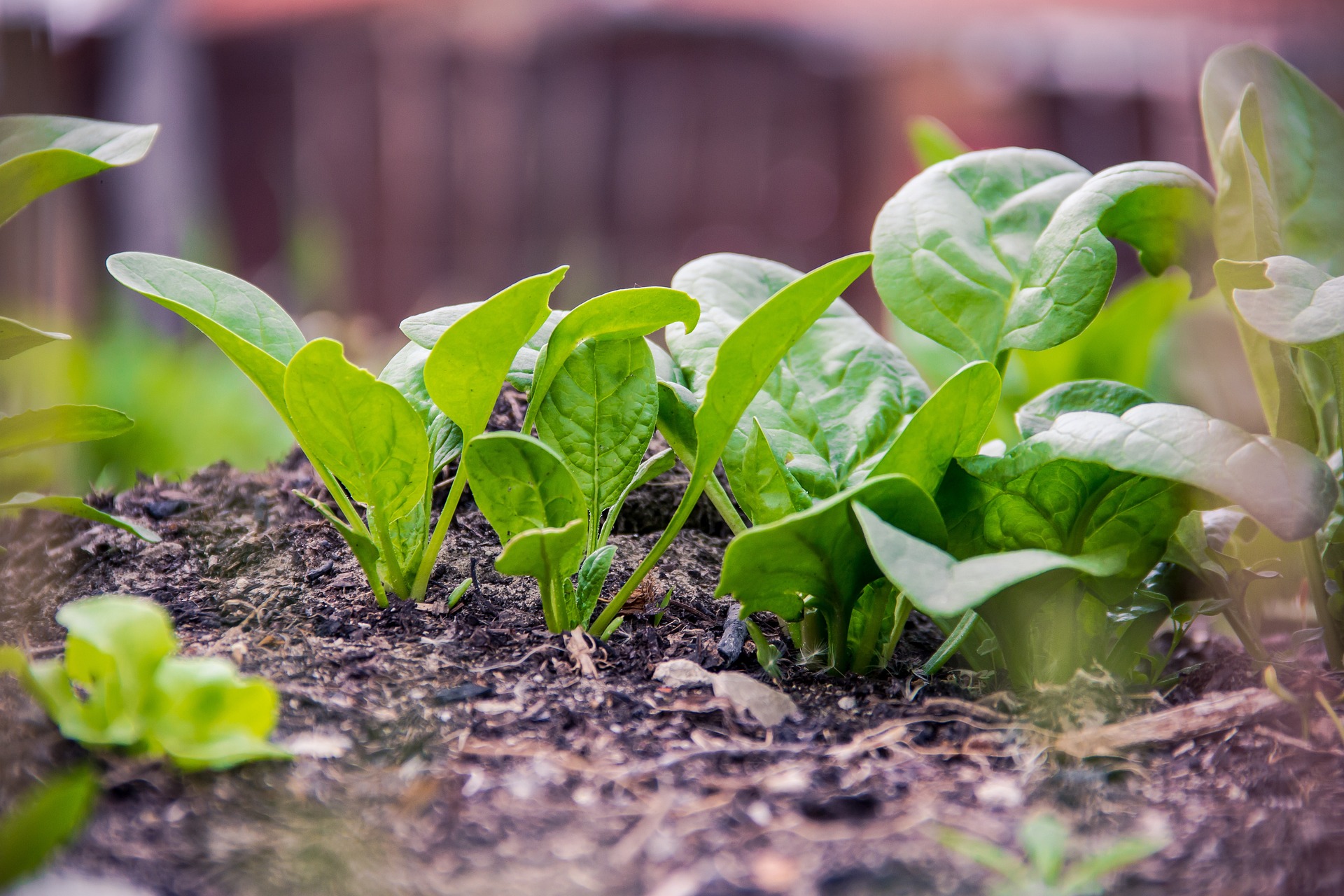 Easy Home Spinach Gardening: Step-by-Step Guide