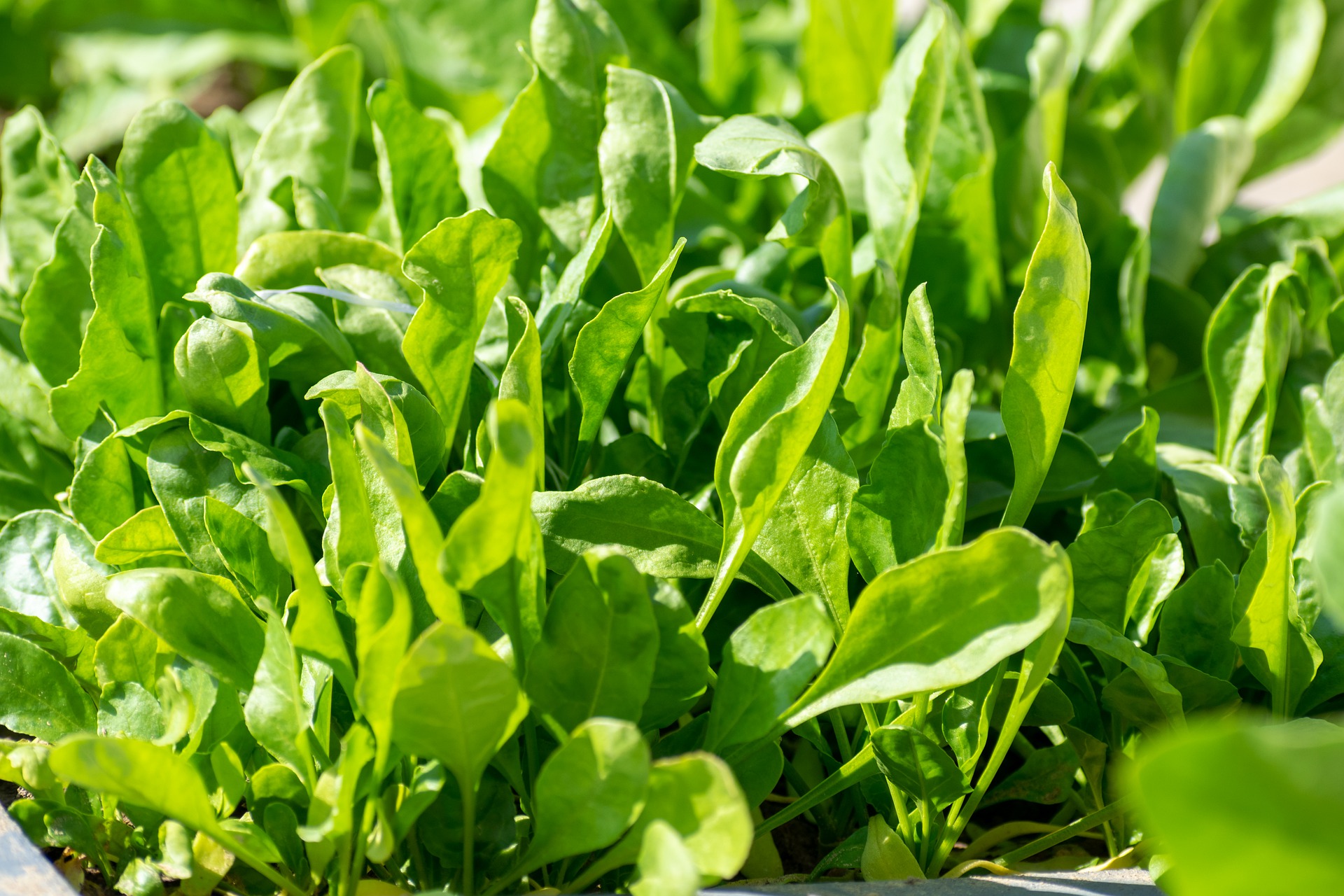 Easy Home Spinach Gardening: Step-by-Step Guide