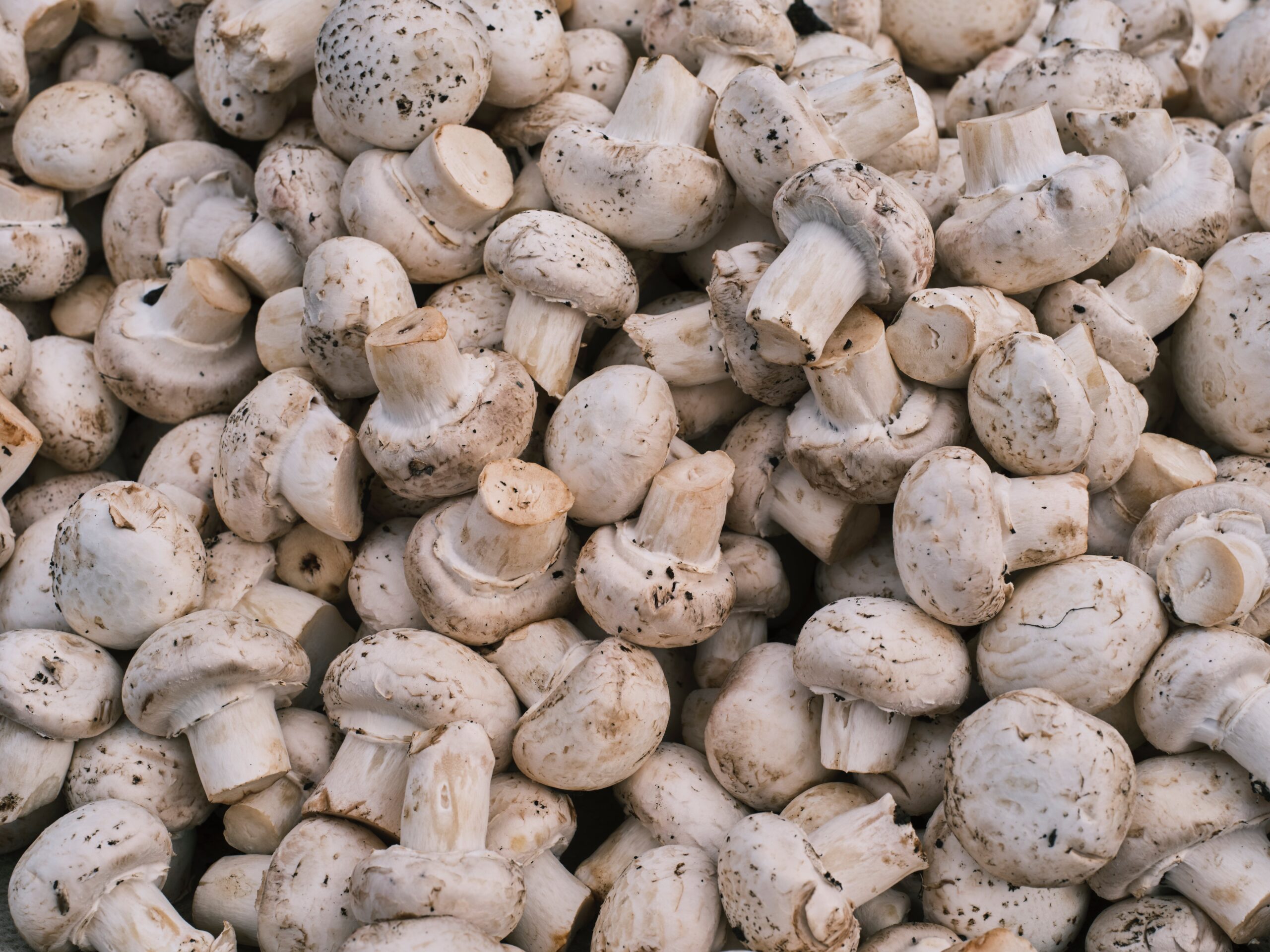 Grow Organic Mushrooms at HomeEasy Cultivation Guide.