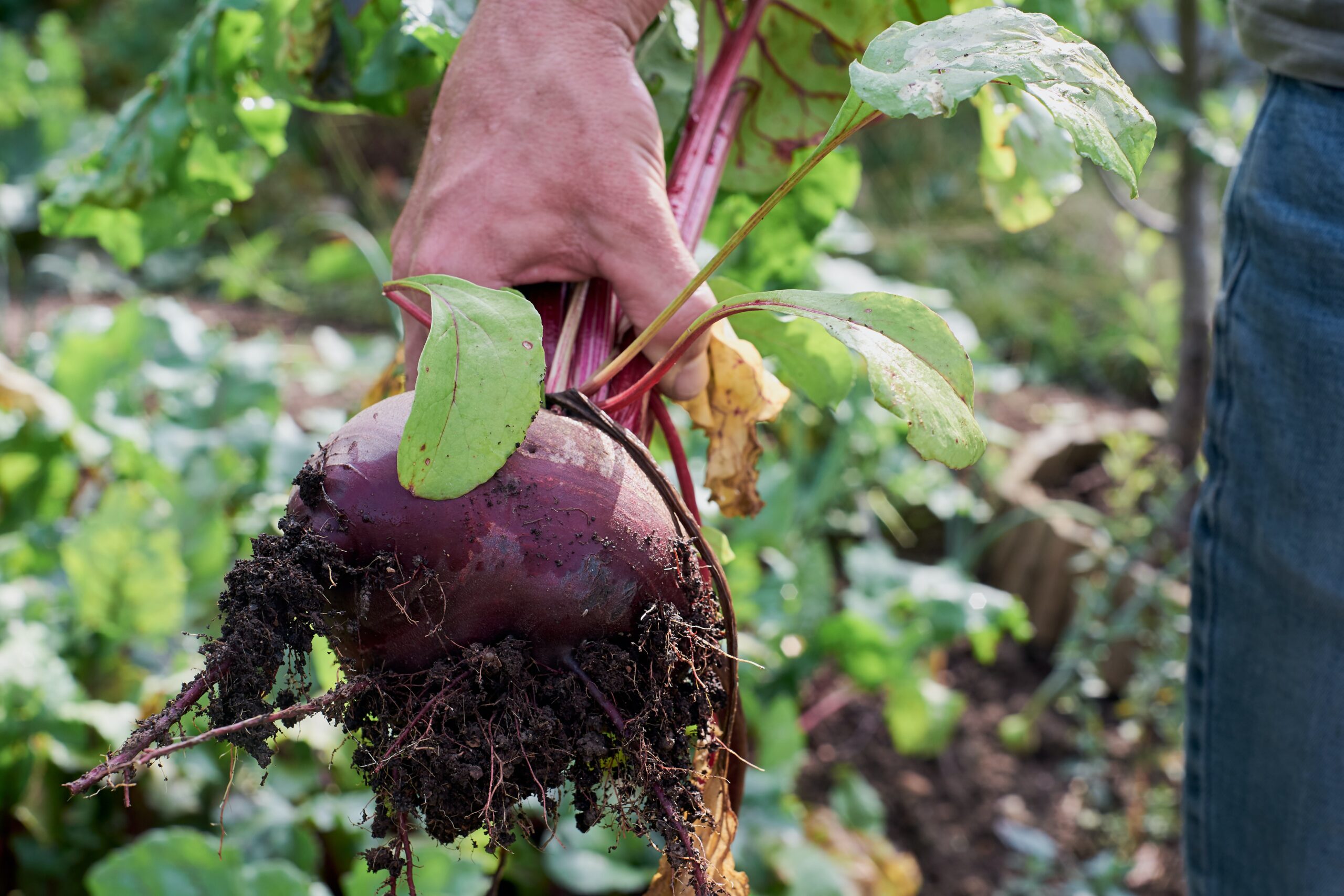 Organic Beetroot Cultivation: Tips for Bountiful Harvests