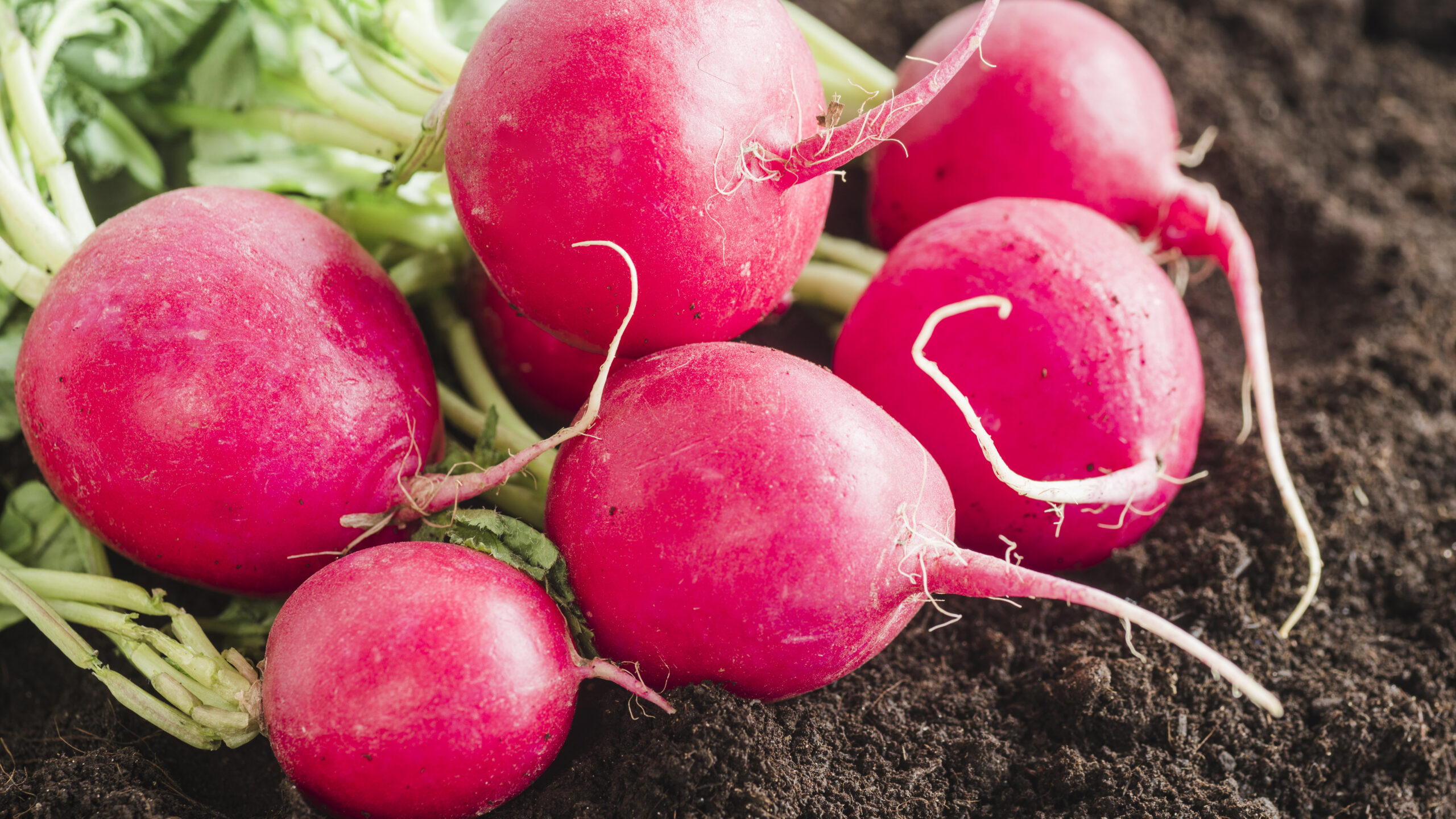 Radish Growing: Home Guide for Organic Success