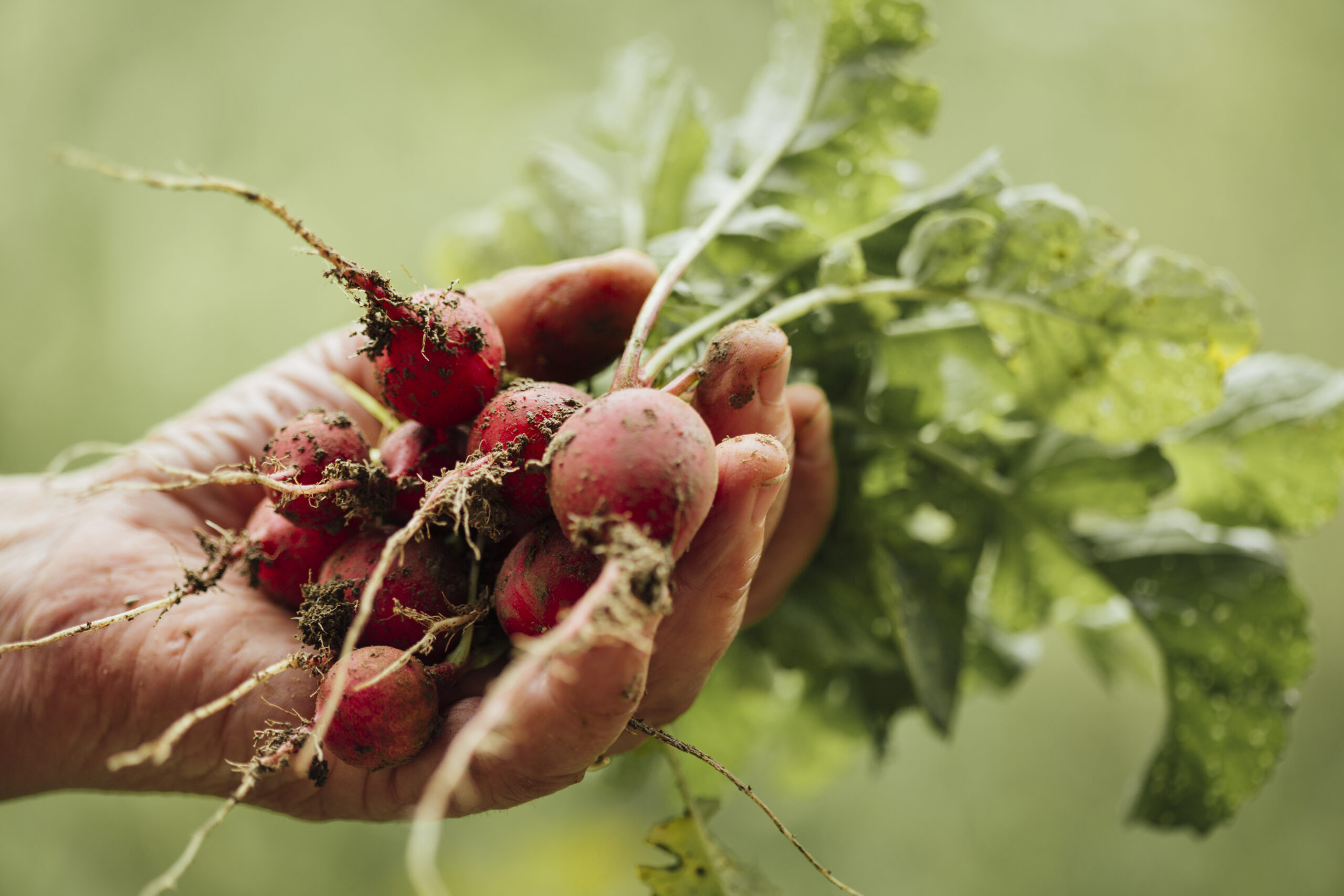 Radish Growing: Home Guide for Organic Success