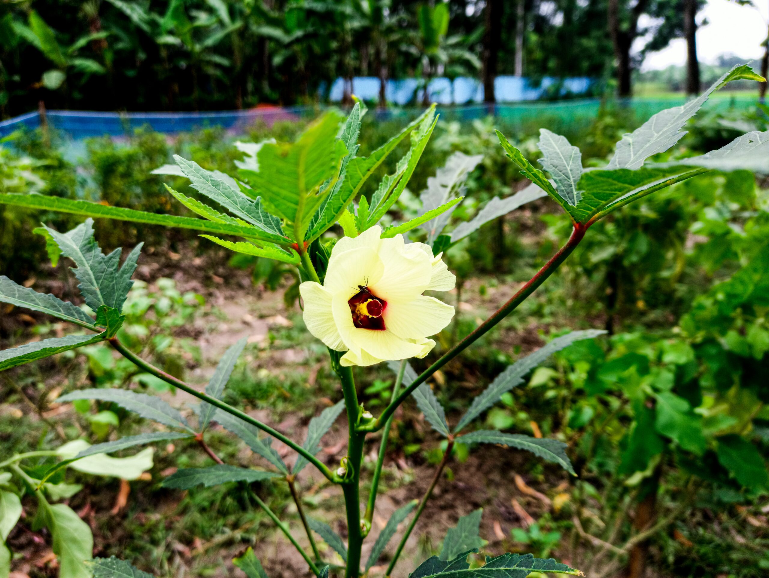 Starting Okra Seeds: Home Guide to Fresh Harvest