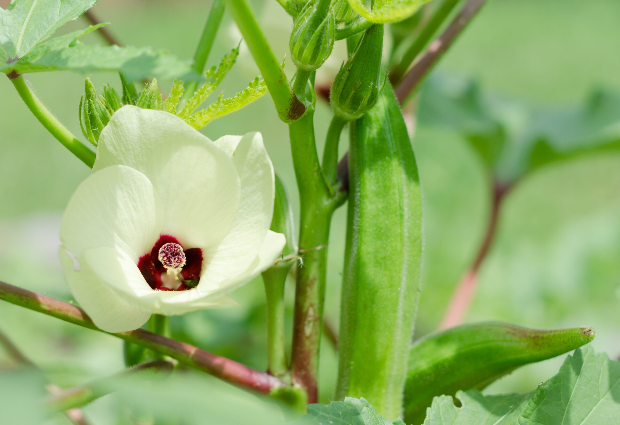 Starting Okra Seeds: Home Guide to Fresh Harvest