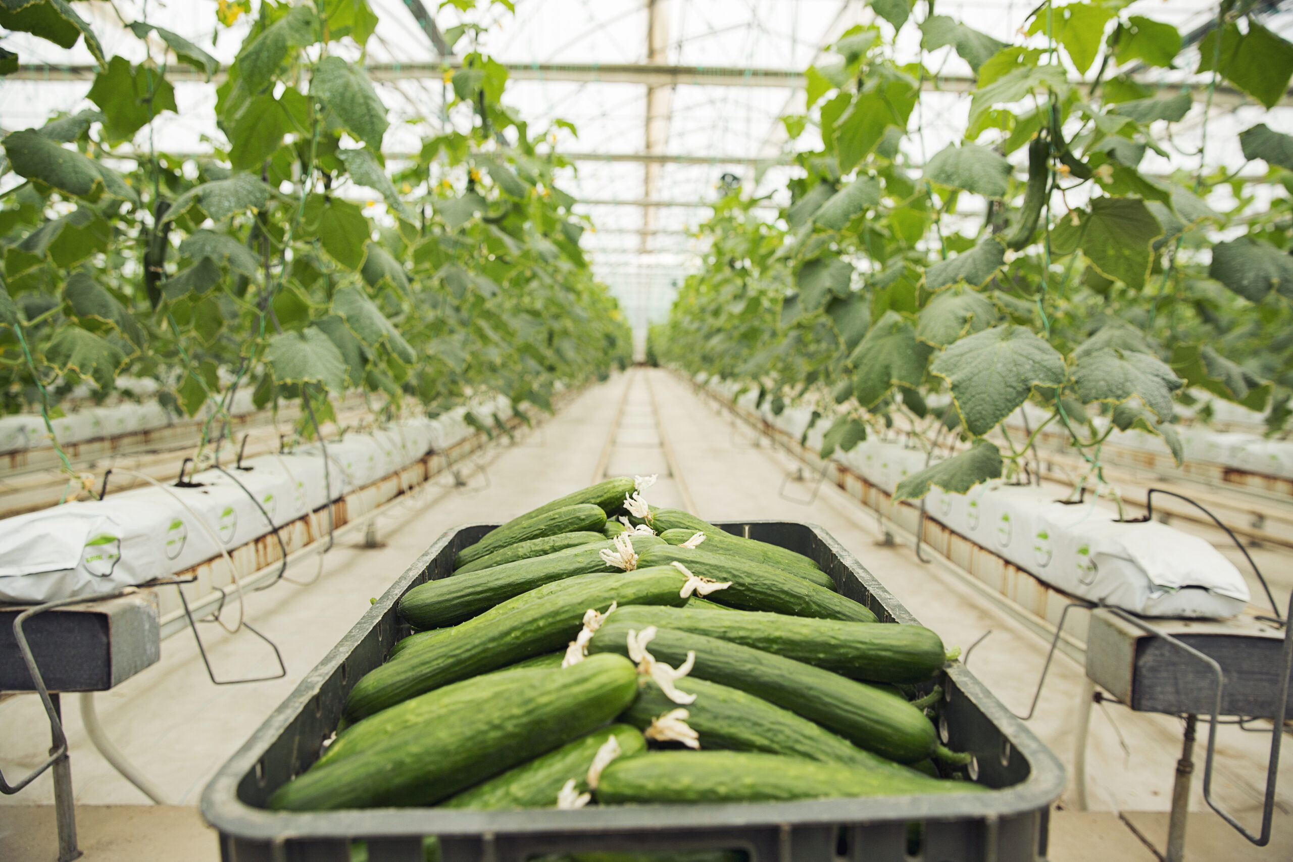 Essential Tips: Organic Cucumber Gardening at Home