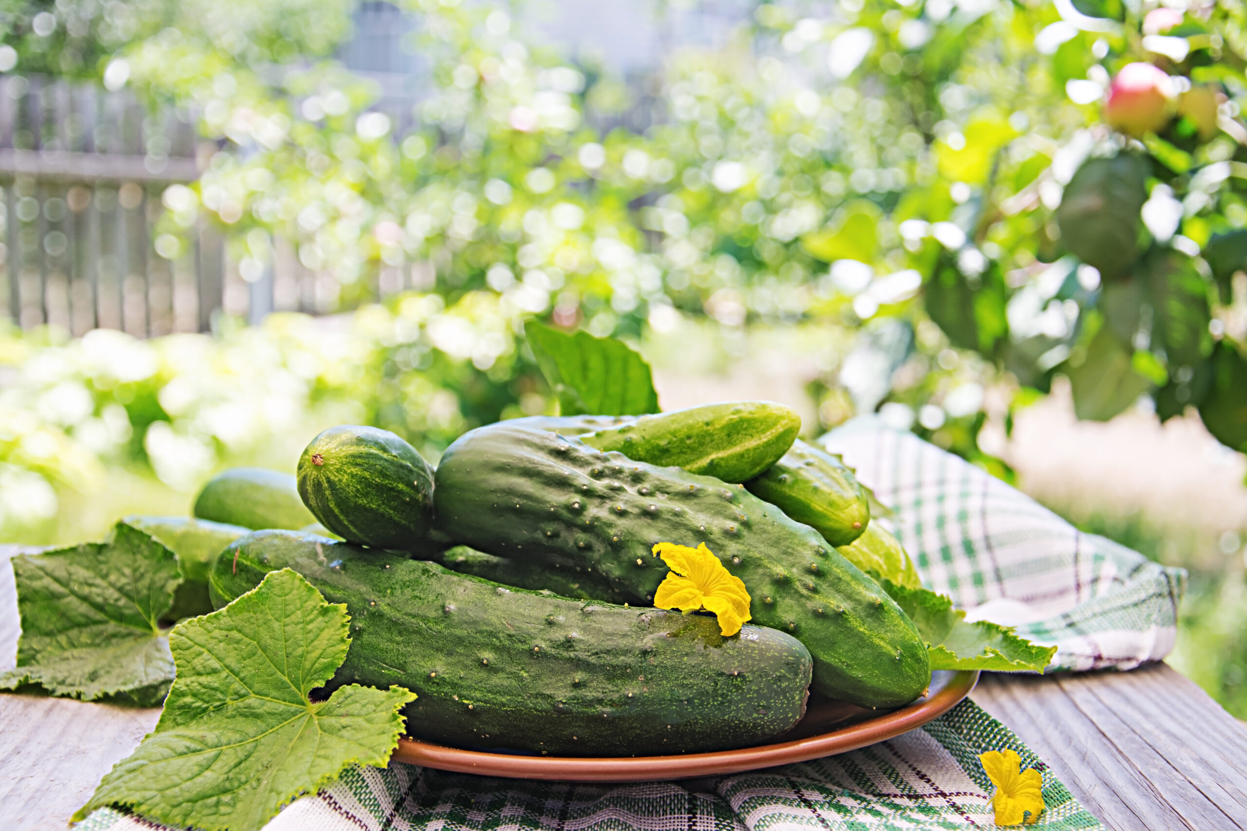 Essential Tips: Organic Cucumber Gardening at Home