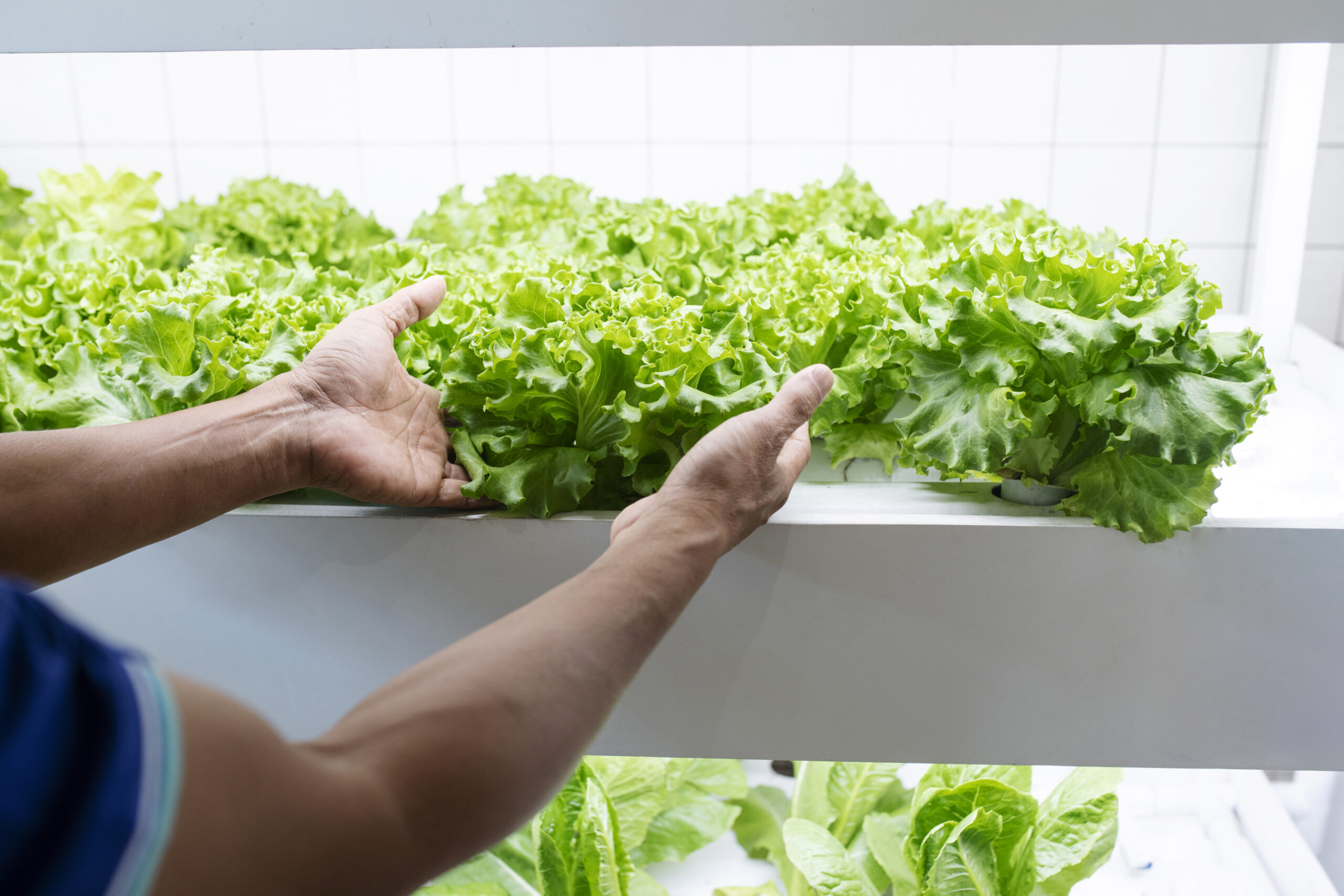 Hydroponic Farming: Costs, Benefits, and Strategies