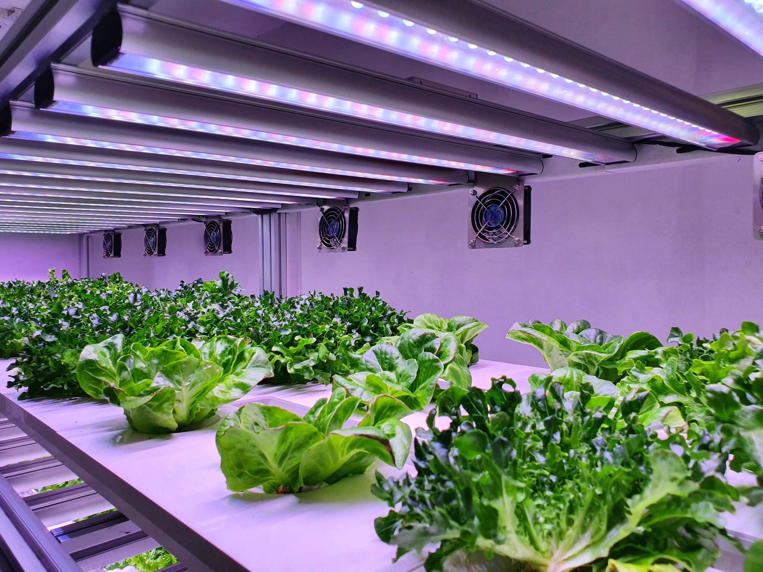 Hydroponic Farming: Costs, Benefits, and Strategies