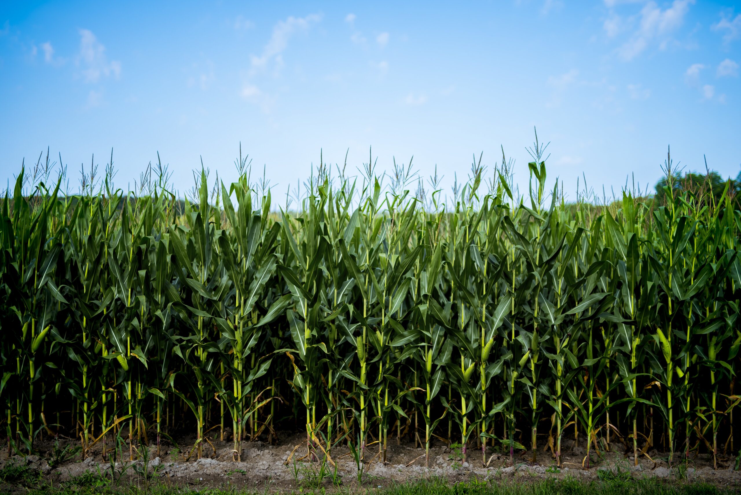 Sustainable Harvests: Best Practices for Thriving Corn Farms