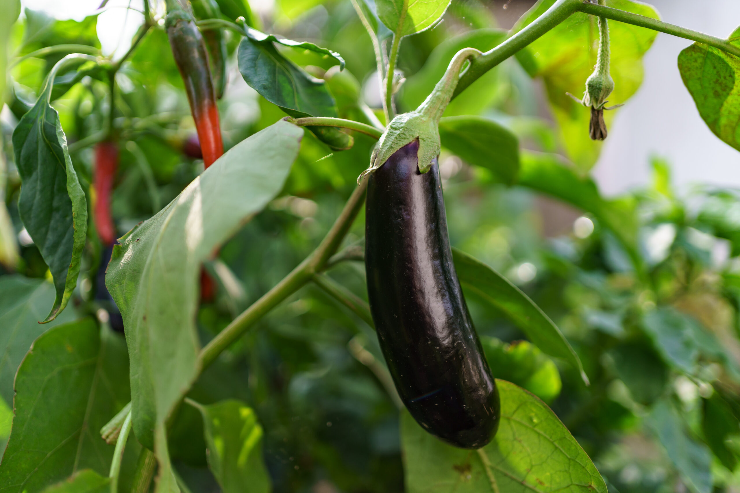 Sustainable Harvests: The Art of Organic Brinjal Cultivation