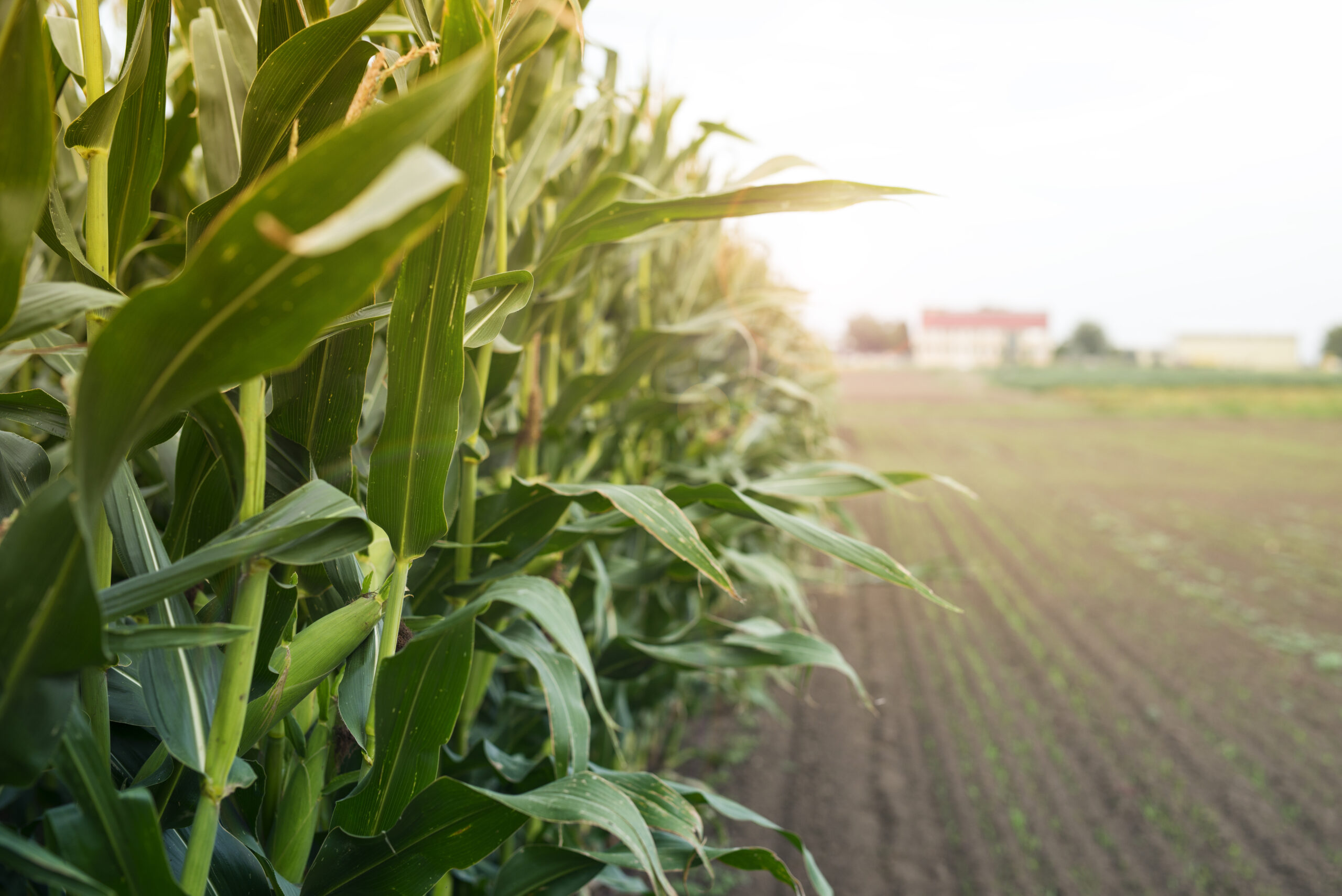 Sustainable Harvests: Best Practices for Thriving Corn Farms