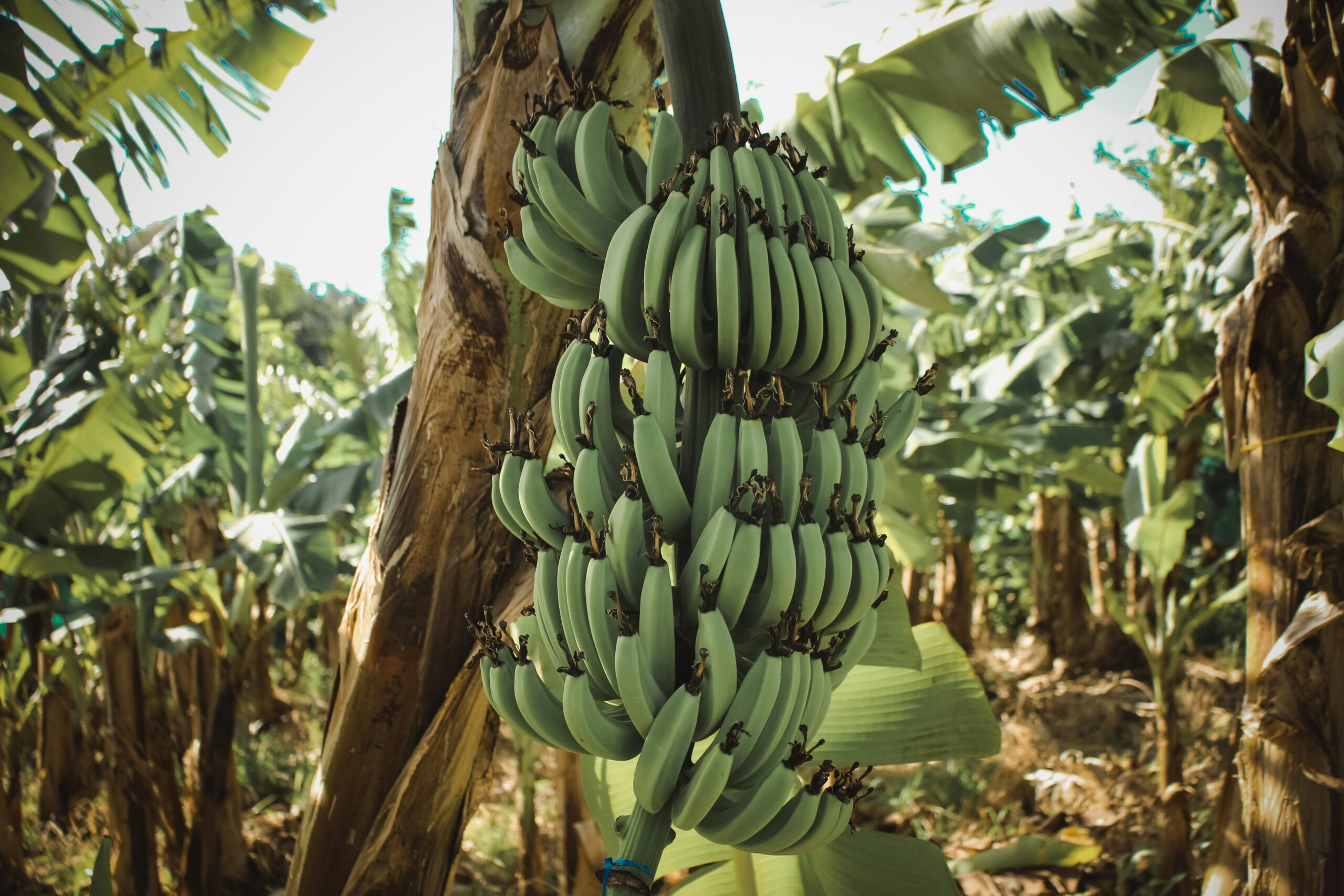 Organic Banana Farming in India