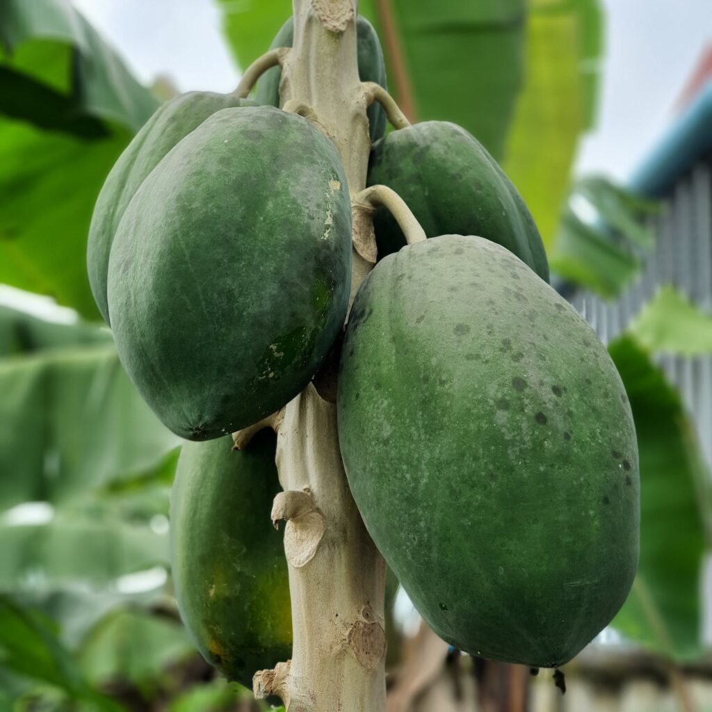 Sustainable Papaya Farming in India