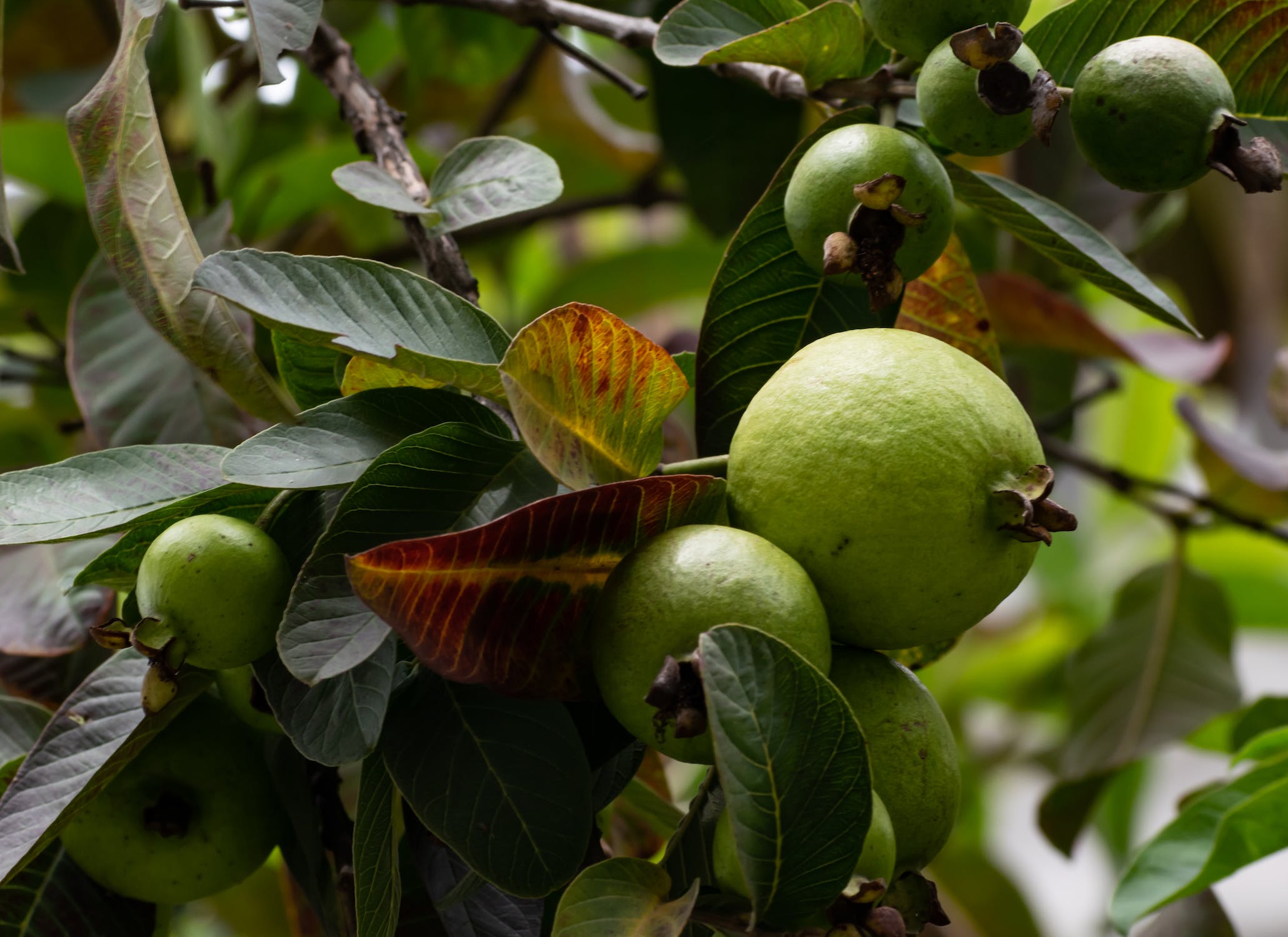 sustainable Guava Farming in India