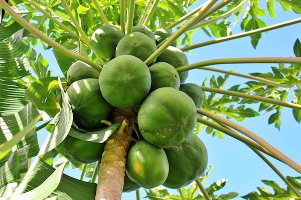 Sustainable Papaya Farming in India