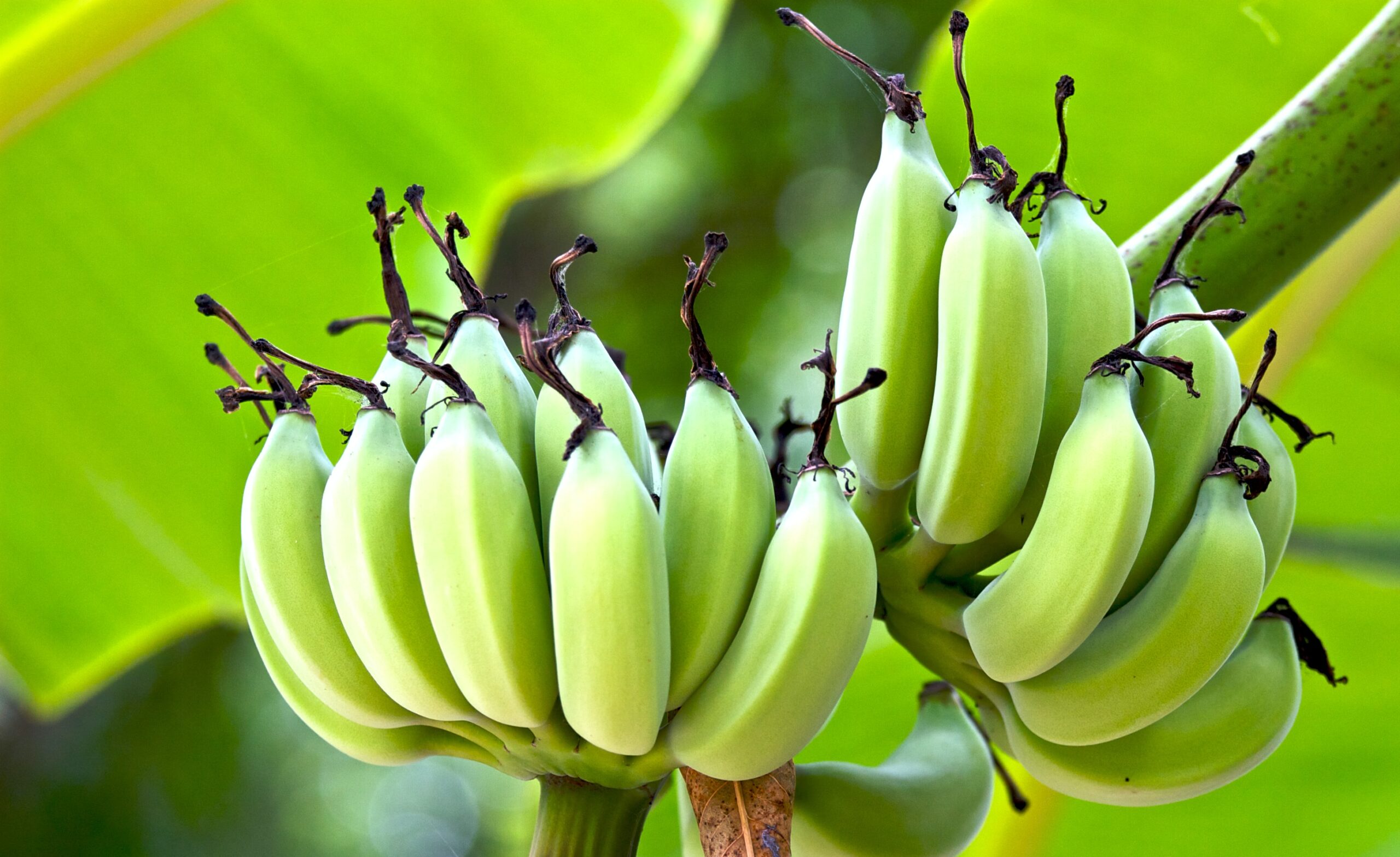 Organic Banana Farming in India