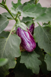 Sustainable Harvests: The Art of Organic Brinjal Cultivation