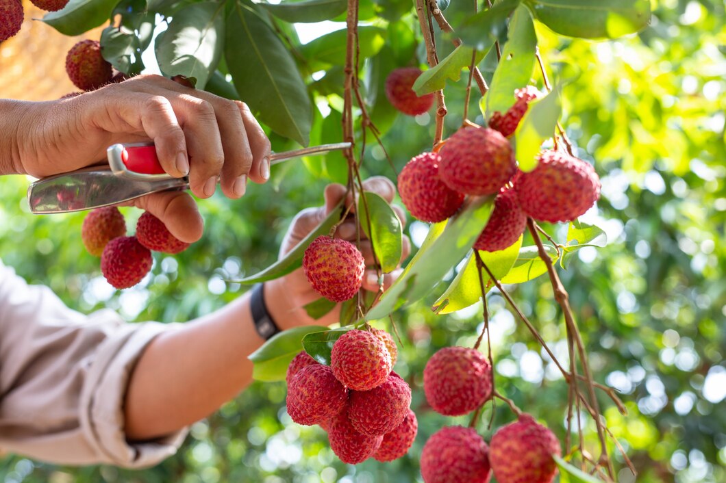 Sustainable Lychee Farming in India: Best Practices and Methods