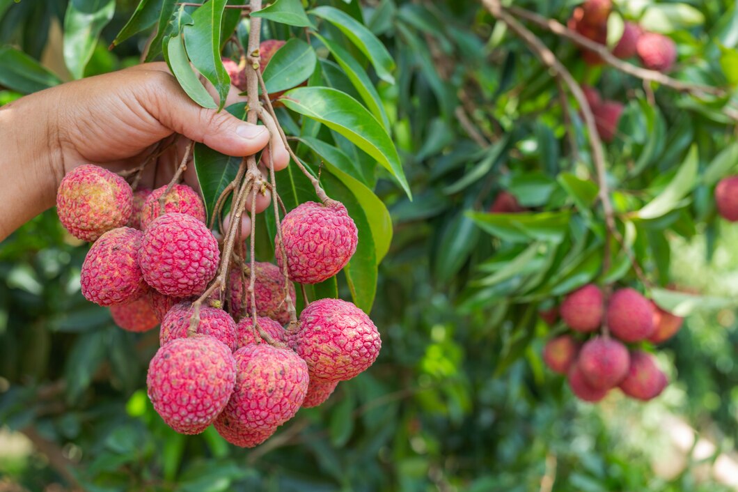 Sustainable Lychee Farming in India: Best Practices and Methods