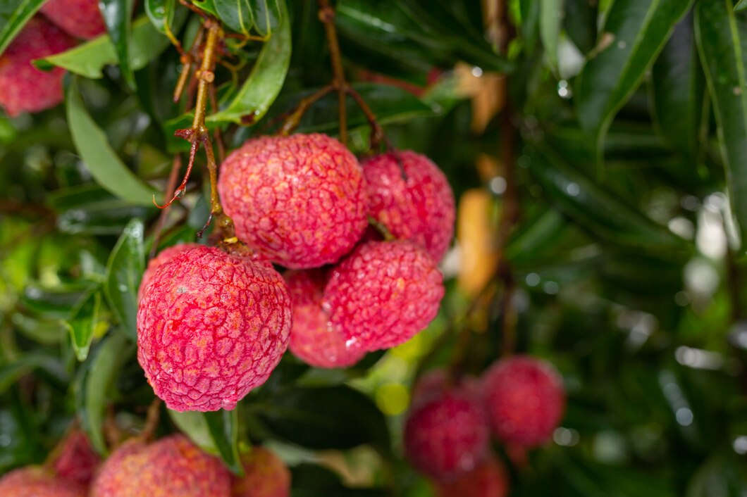 Sustainable Lychee Farming in India: Best Practices and Methods