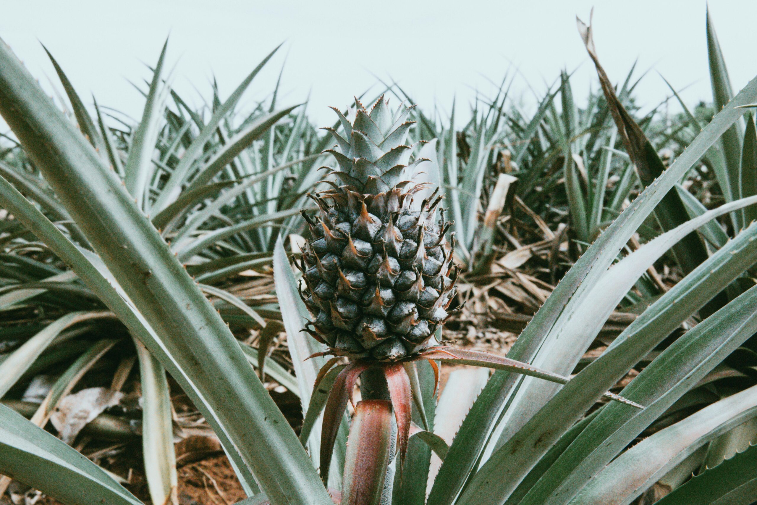 Sustainable Pineapple Farming India, Techniques and Trends