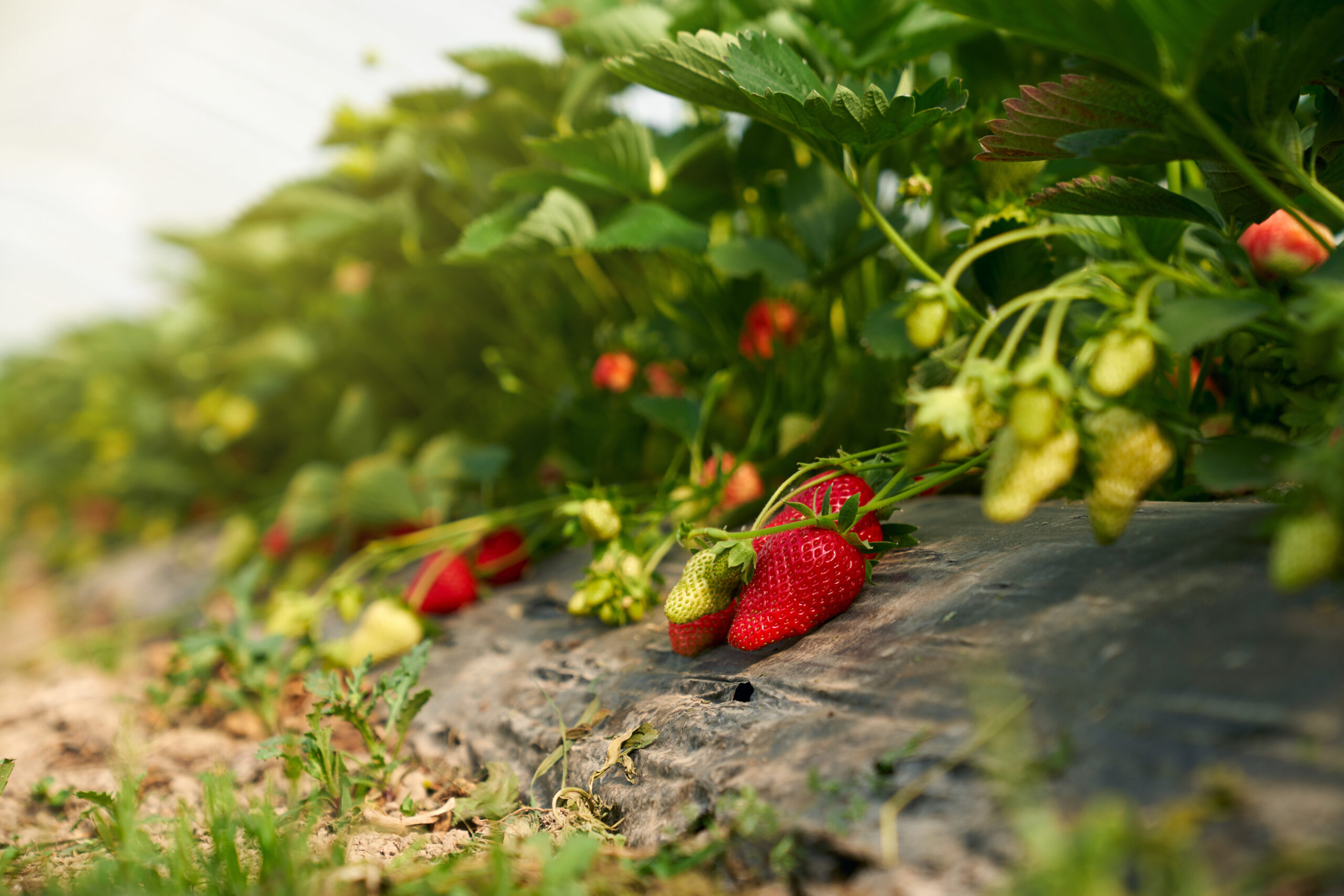 Sustainable Strawberry Farming in India