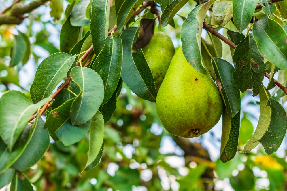 Sustainable Pear Farming in India