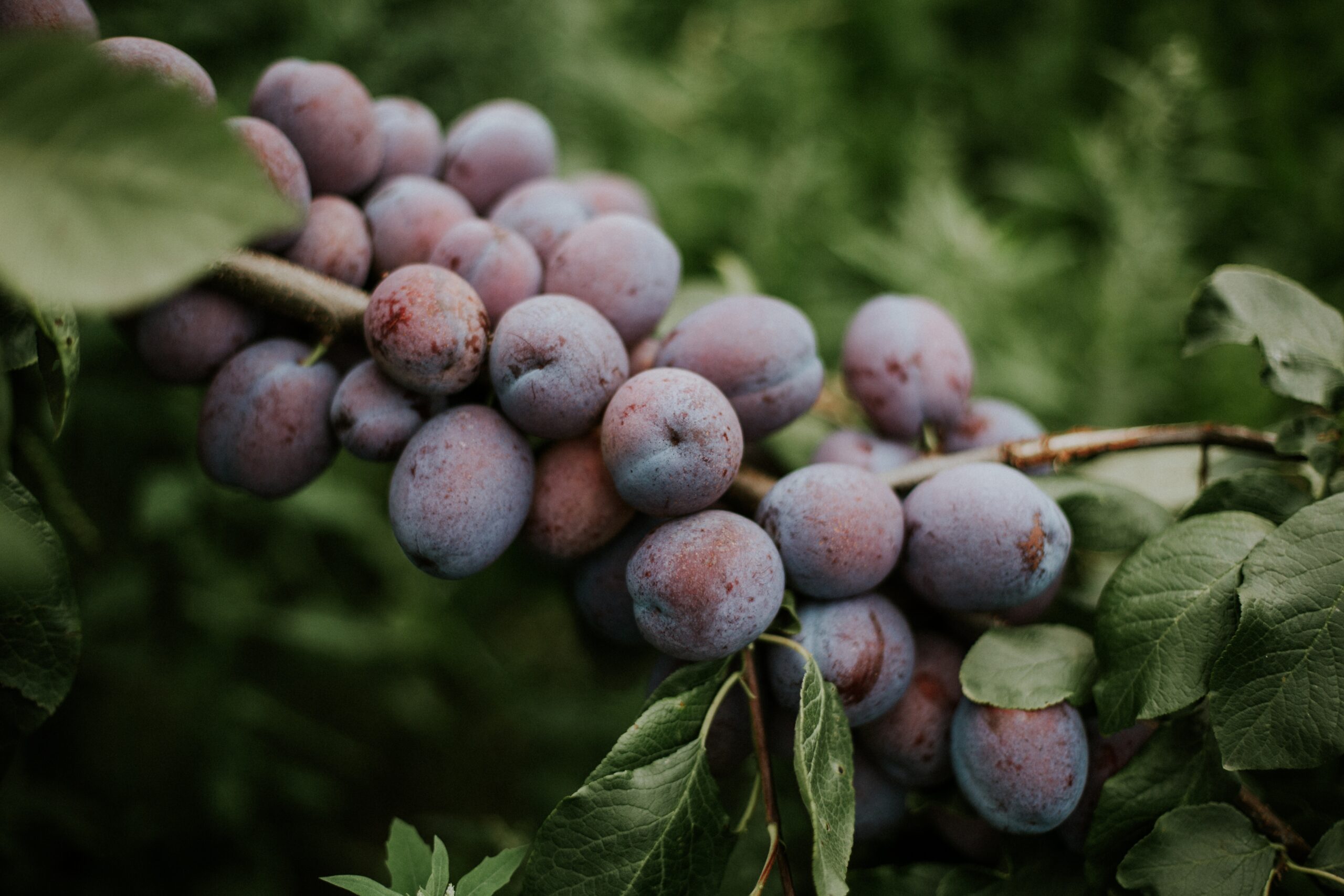 Organic Plum Farming India-Sustainable Practices