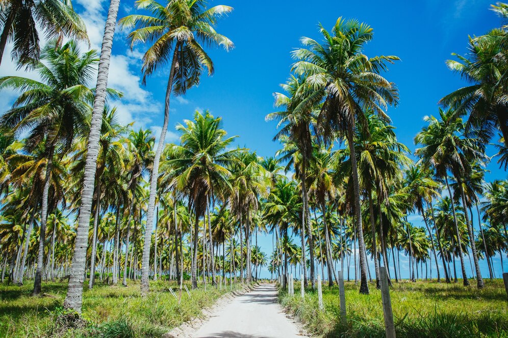 Eco-Friendly Coconut Farming India, Sustainable Agriculture