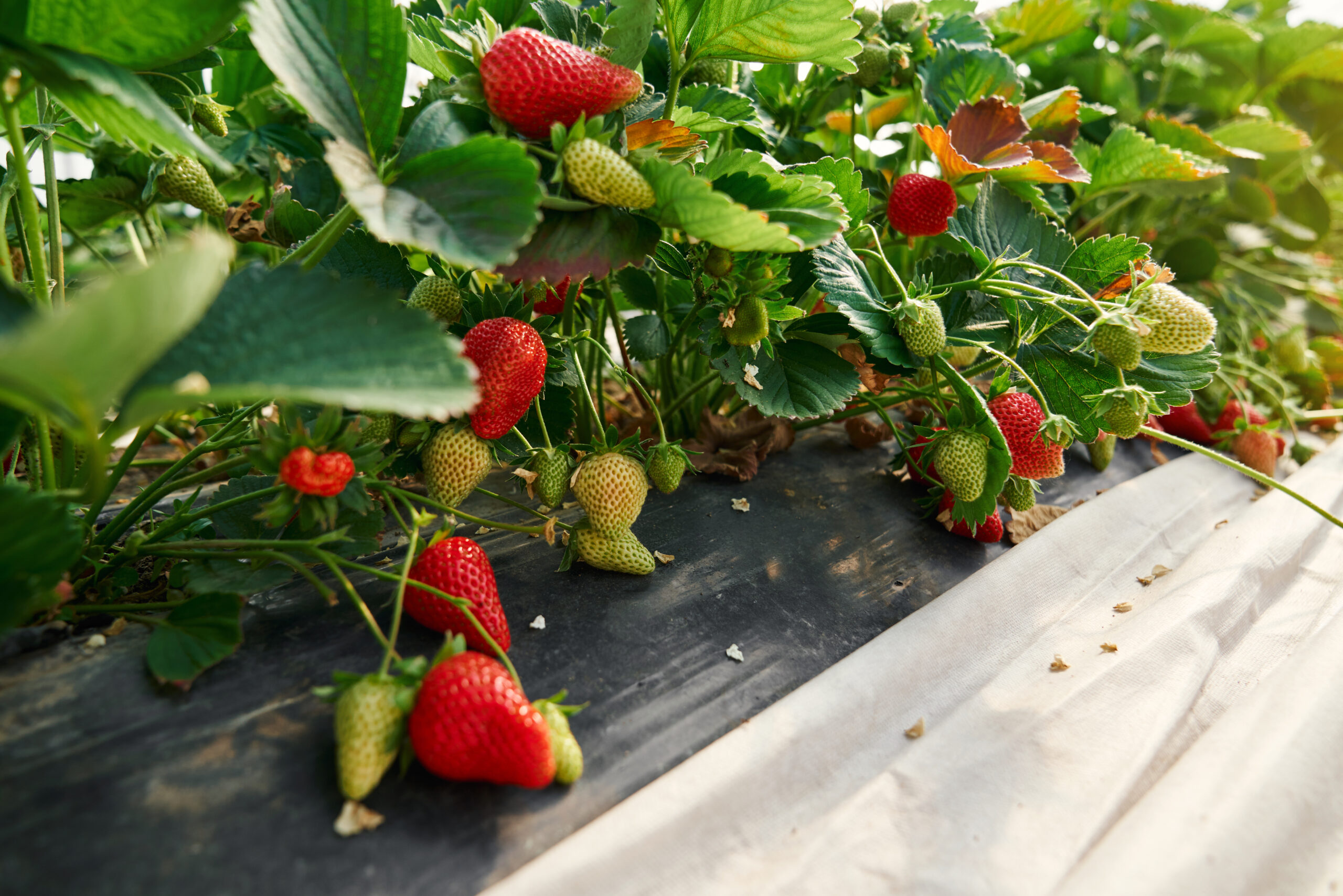 Sustainable Strawberry Farming in India