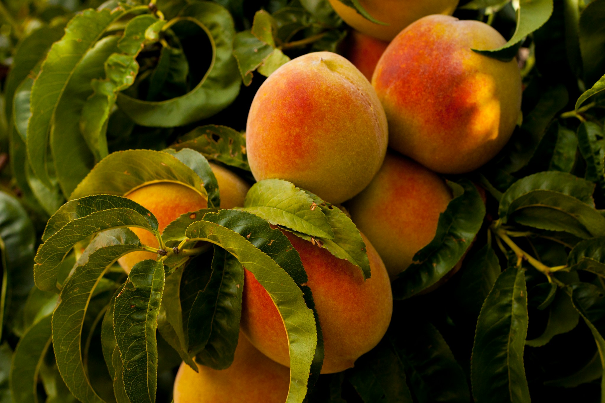 Sustainable Peach Cultivation in India