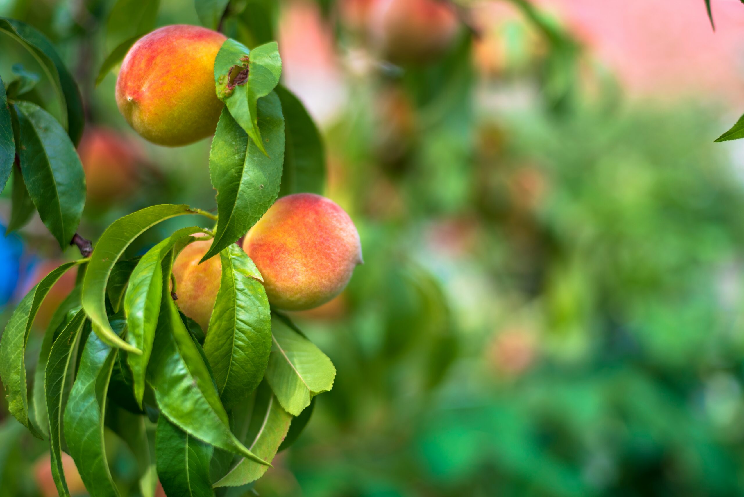 Sustainable Peach Cultivation in India