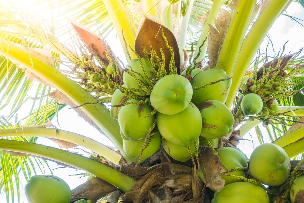 Eco-Friendly Coconut Farming in India: Practices for Sustainability