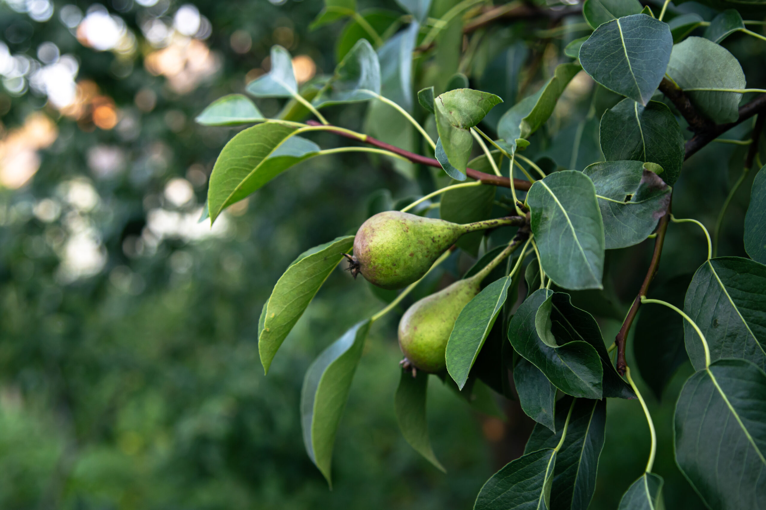 Sustainable Pear Farming, Indian Agriculture, Organic Cultivation, Pear Farming Techniques, Eco-Friendly Farming, Agro Sustainability, Farmers Guide, Green Practices, Pear Harvesting, Sustainable Agriculture