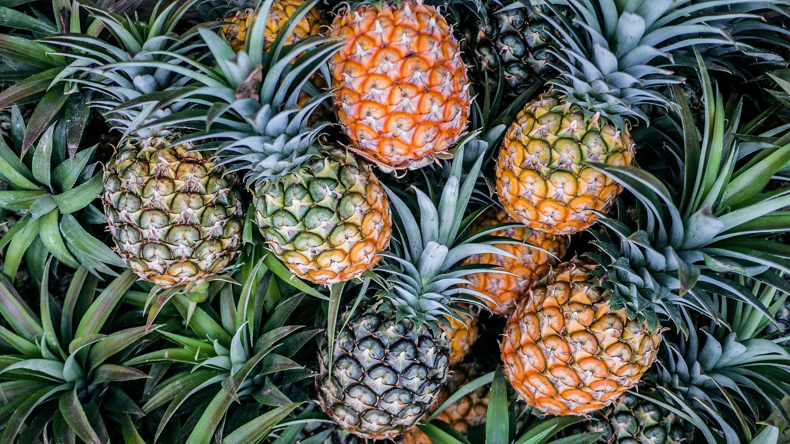 Sustainable Pineapple Farming India, Techniques and Trends