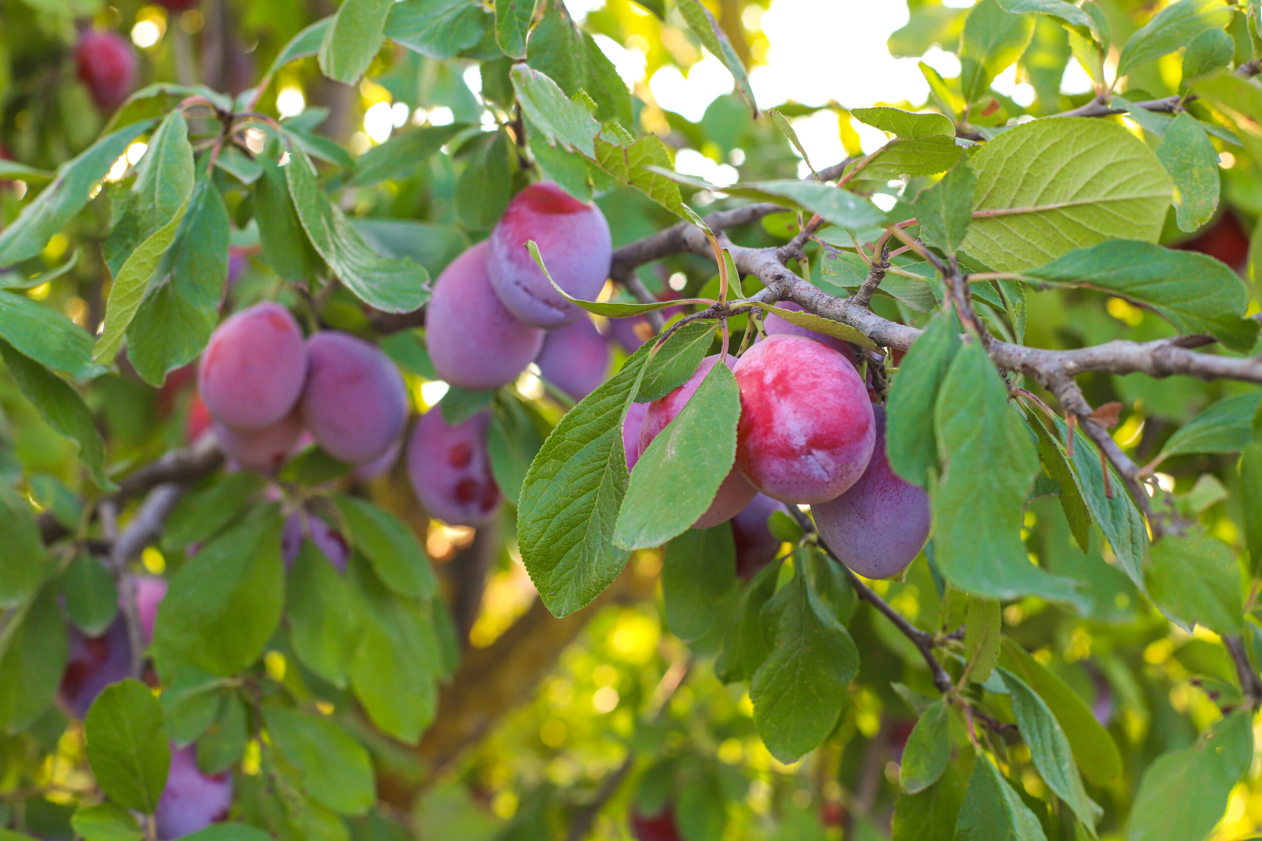 Organic Plum Farming India- Sustainable Practices