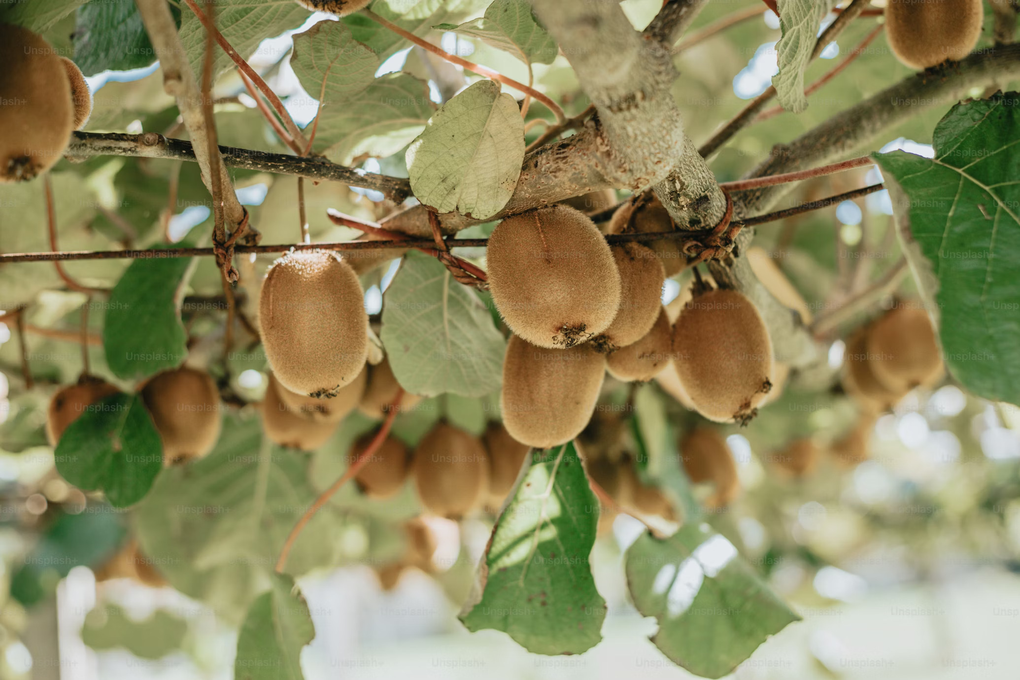 Eco-Friendly Kiwi Farming in India