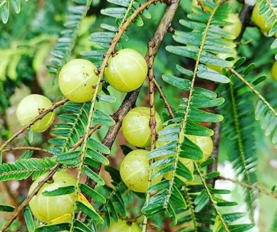 Sustainable Amla Cultivation