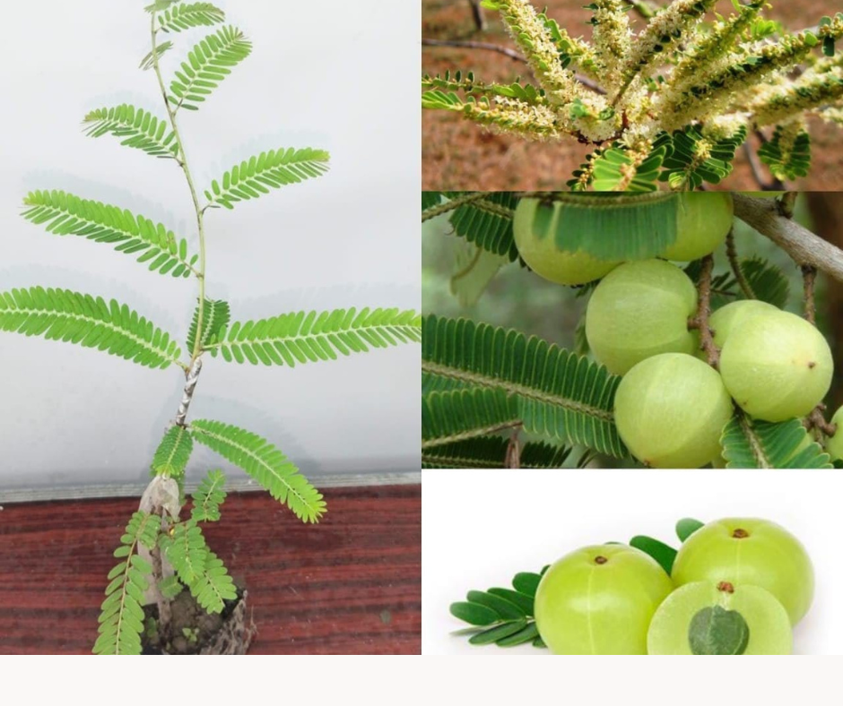 Sustainable Amla Cultivation