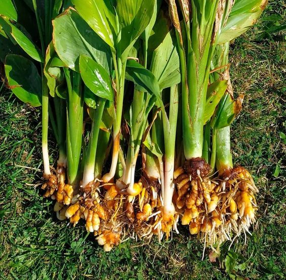 Turmeric Farming in India